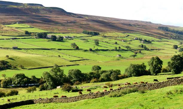 istock Dry stone walls and field barns 853480582