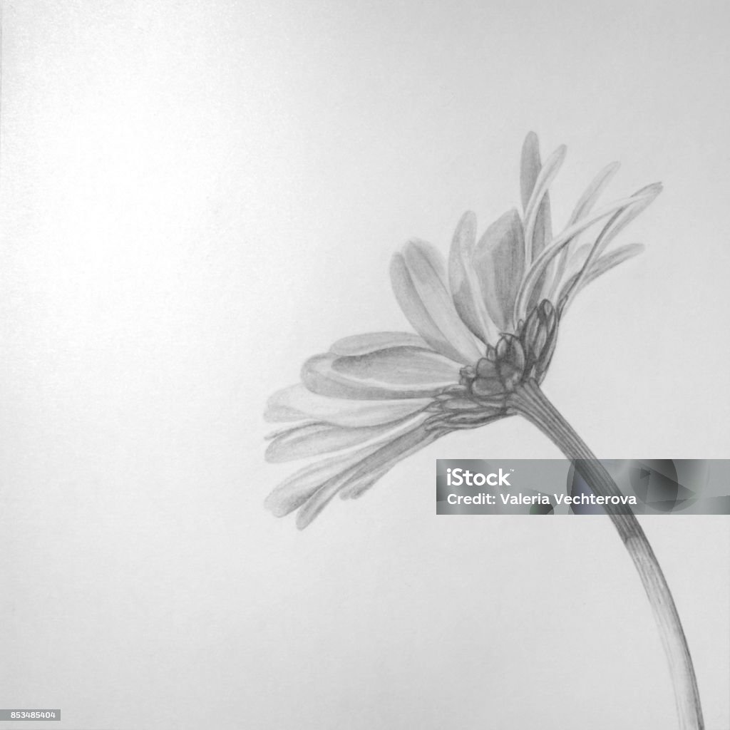 Tradicionales Mi Propio Lápiz Dibujo Flor Foto de stock y más banco de imágenes de Croquis - Croquis, Flor, Arte - iStock Tradicionales Mi Propio Lápiz Dibujo Flor Foto de stock y más banco de imágenes de Croquis - Croquis, Flor, Arte - iStock