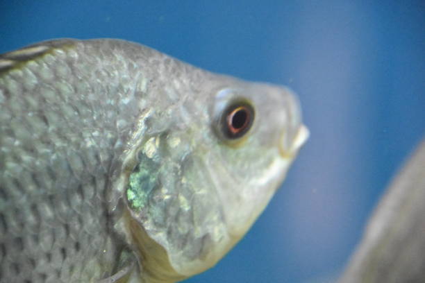 istock Fish in the aquarium 853492756