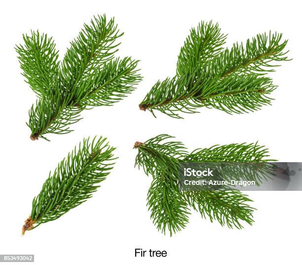 Fir Tree Branches Isolated On White Without Shadow Set Stock Photo - Download Image Now
