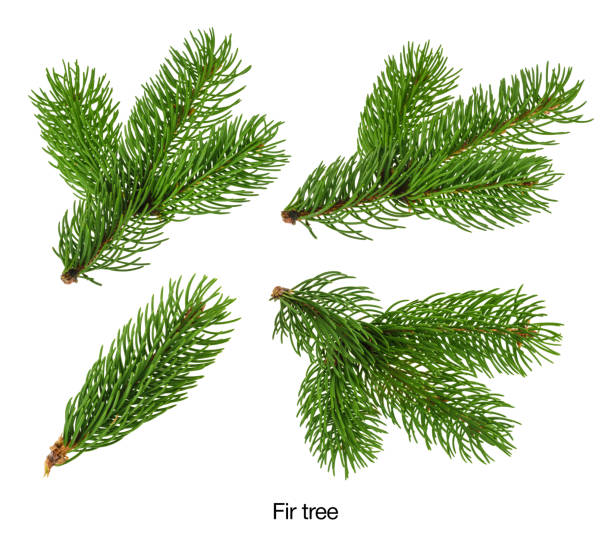 ветви пихты изолированы на белом без теневого набора - spruce tree стоковые фото и изображения