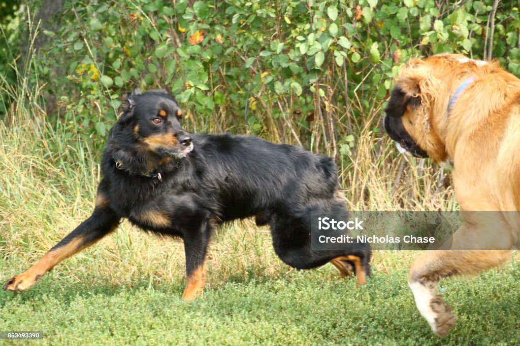 fortjener løgner Livlig Rottweiler Mix Escaping A Larger Saint Bernard Stock Photo - Download Image  Now - Activity, Agricultural Field, Alertness - iStock
