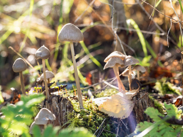 istock a group of toadstools on a stump on a Sunny day in the forest and grass 853496950