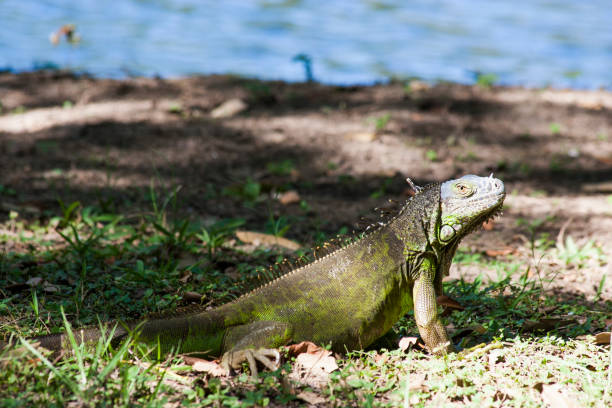 Iguana resting in grass, Yumka Park Mexico, Tabasco, Villahermosa