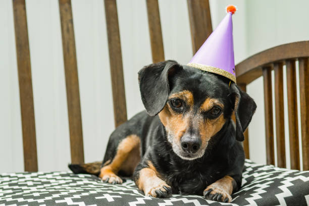 istock Dachshund Party Animal 853506922