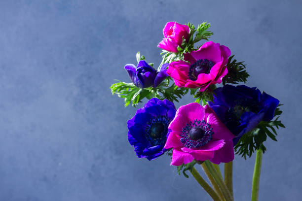 istock Anemones flowers on stone background 853514272