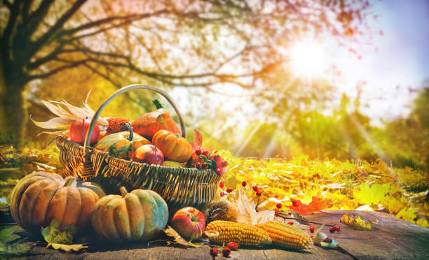 Thanksgiving background with pumpkins Thanksgiving pumpkins and falling leaves on  rustic wooden plank in autumn garden harvesting stock pictures, royalty-free photos & images
