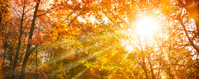 Autumn sunshine through autumn treetops with colorful leaves