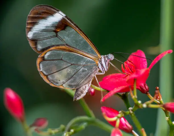 Glass-winged butterfly on flowers