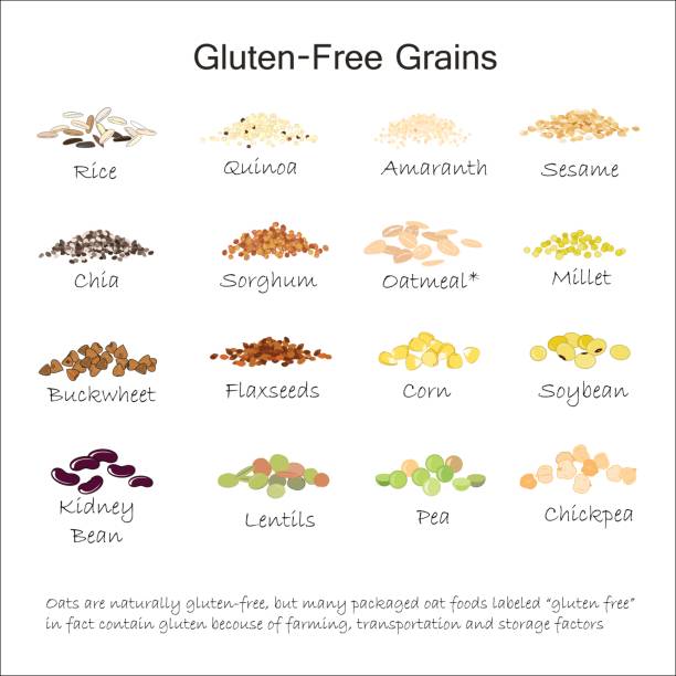 illustrations, cliparts, dessins animés et icônes de une variété de grains libres sans gluten. sarrasin, amarante, riz, millet, sorgho, quinoa, graines de clerbois, graines de lin, sezam, gruau, légumineuses. illustration vectorielle - millet terrace