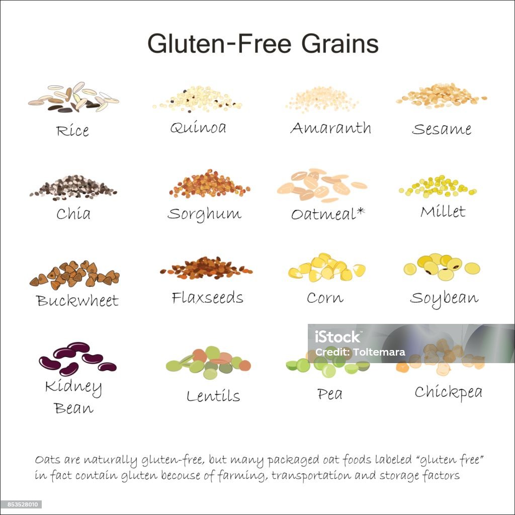 A variety of gluten free grains. Buckwheat, amaranth, rice, millet, sorghum, quinoa, chia seeds, flax seeds, sezam, oatmeal, legumes. Vector illustration A variety of gluten free grains. Buckwheat, amaranth, rice, millet, sorghum, quinoa, chia seeds, flax seeds, sezam oatmeal legumes Vector isolated on white Chia seed stock vector