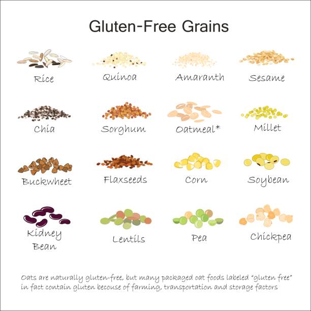 A variety of gluten free grains. Buckwheat, amaranth, rice, millet, sorghum, quinoa, chia seeds, flax seeds, sezam, oatmeal, legumes. Vector illustration A variety of gluten free grains. Buckwheat, amaranth, rice, millet, sorghum, quinoa, chia seeds, flax seeds, sezam oatmeal legumes Vector isolated on white rice cereal plant stock illustrations