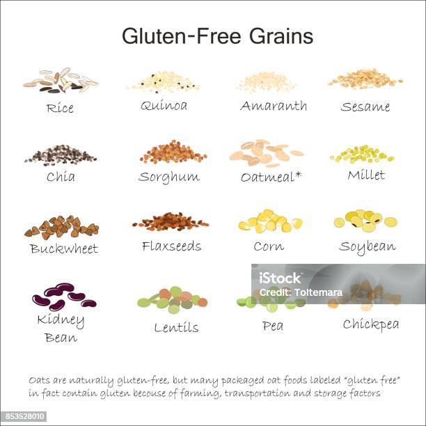 A Variety Of Gluten Free Grains Buckwheat Amaranth Rice Millet Sorghum Quinoa Chia Seeds Flax Seeds Sezam Oatmeal Legumes Vector Illustration Stock Illustration - Download Image Now