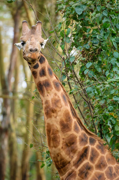 istock Wild Rothschild Giraffe in Kenya Forest 853533444
