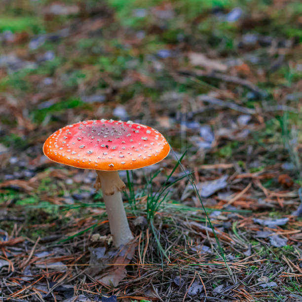 istock Red poisonous Amanita mushroom 853546264