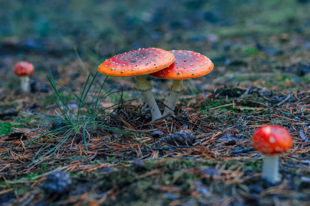 istock Red poisonous Amanita mushrooms 853546682