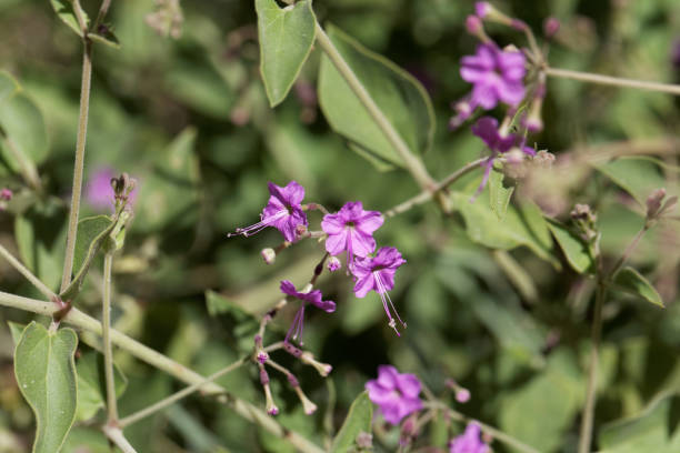 istock Flowers of Commicarpus pedunculosus 853547286