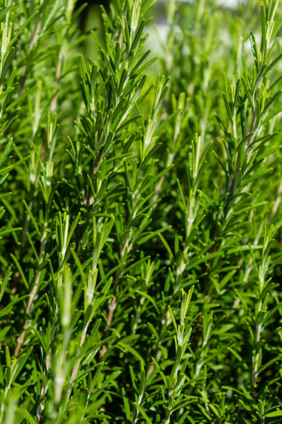 istock Roris marini Rosmarinus officinalis rosmarin plant herb close up view leaf 853551178