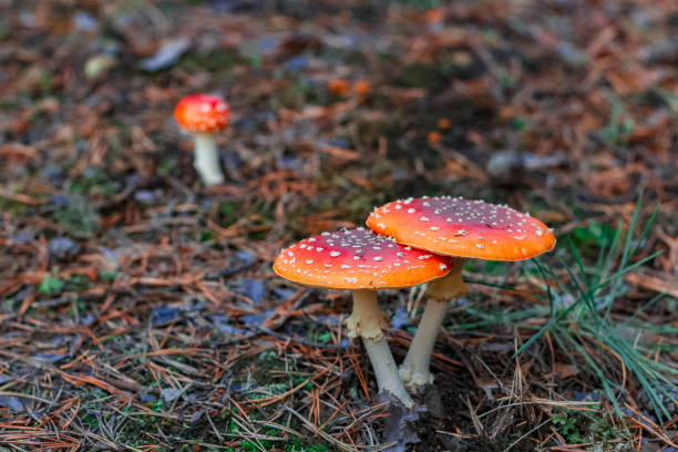 istock Red poisonous Amanita mushrooms 853551766