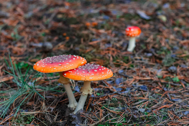 istock Red poisonous Amanita mushrooms 853561400