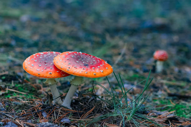 istock Red poisonous Amanita mushrooms 853564234