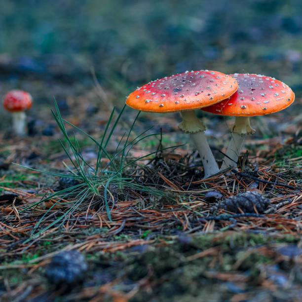 istock Red poisonous Amanita mushrooms 853564266