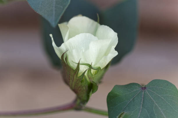цветок дерева хлопчатобумажный куст госсипий дендрарий - cotton flower textile macro стоковые фото и изображения
