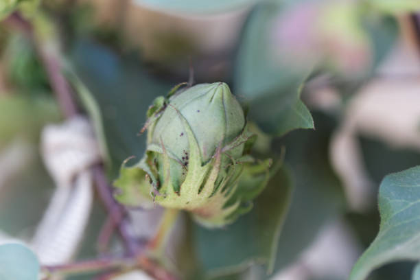 木綿ブッシュ ワタ属の樹木園の花 - cotton flower textile macro ストックフォトと画像