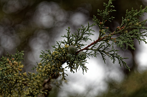 Fruits of an African juniper tree (Juniperus procera).