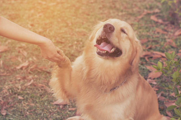 istock Friendship between human and dog - shaking hand and paw 853572834