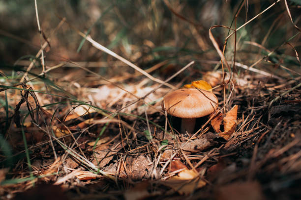 Oily mushroom grows in autumn forest