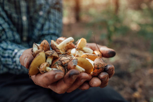 istock Man holds an handful of oily mushrooms 853576470