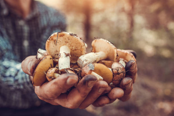 istock Man holds an handful of oily mushrooms 853576596