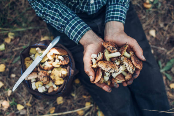 istock Man holds an handful of oily mushrooms 853576700