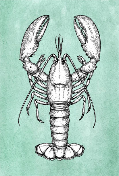 ilustraciones, imágenes clip art, dibujos animados e iconos de stock de langosta dibujo tinta sobre papel viejo. - lobster