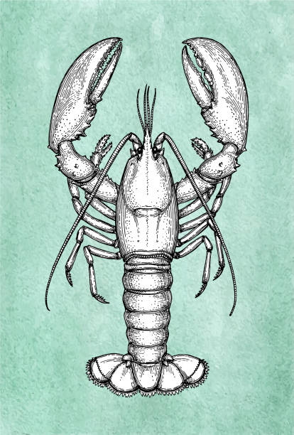 古い紙などにロブスター インク スケッチ。 - lobster点のイラスト素材／�クリップアート素材／マンガ素材／アイコン素材