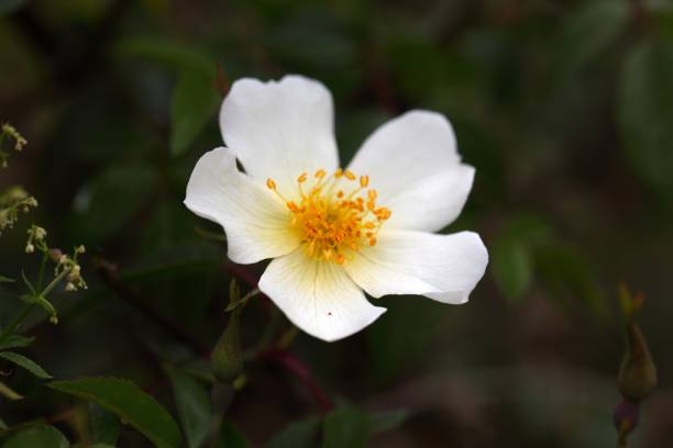 istock Flower of a Rosa abyssinica 853577034
