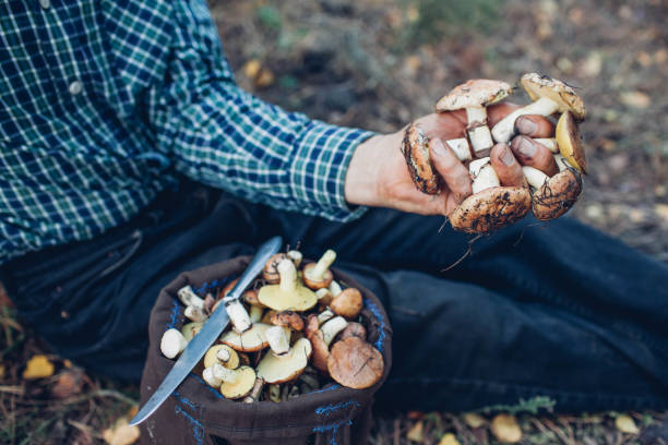 istock Man holds an handful of oily mushrooms 853577116