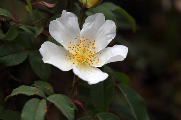 istock Flower of a Rosa abyssinica 853577258