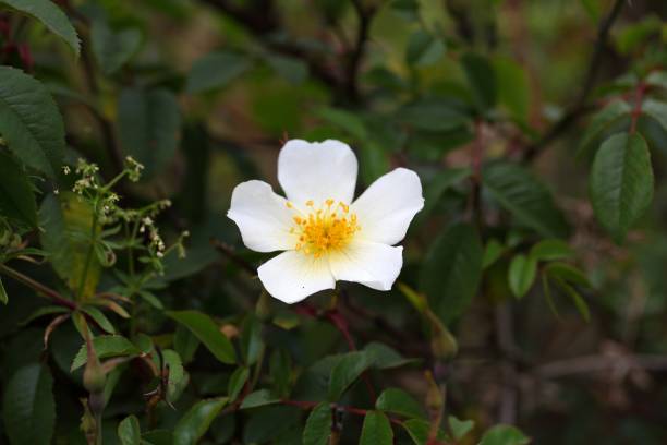 istock Flower of a Rosa abyssinica 853577264