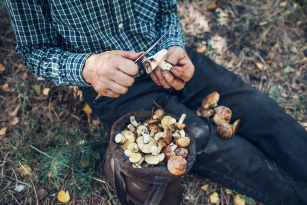 istock Man cleans oily mushrooms 853577300
