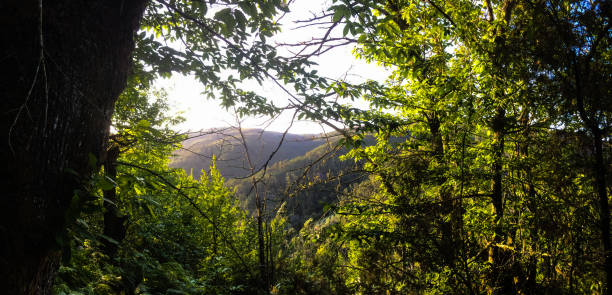istock Exploring the woods at Tarrastal, Portugal 853579948