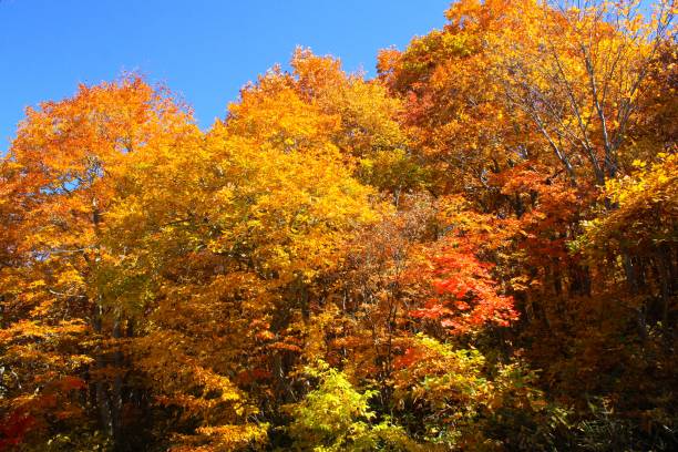 istock Autumn Leaves in Yamagata Japan 853595166