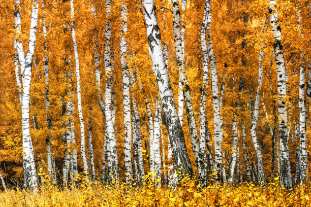 istock Birch grove on a sunny autumn day 853601218