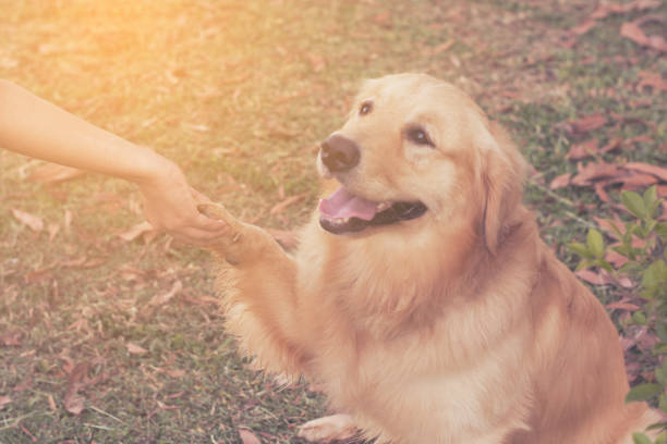 istock Friendship between human and dog - shaking hand and paw 853603002