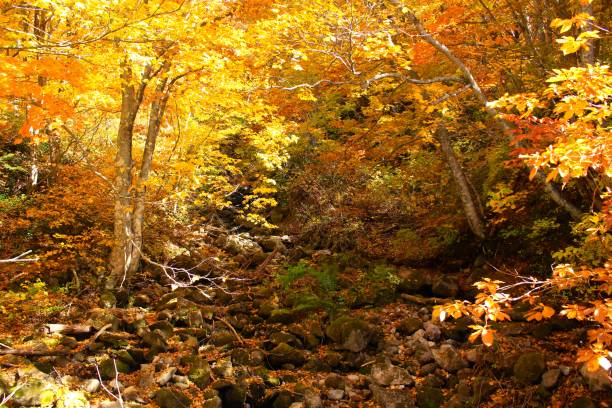 istock Autumn Leaves in Yamagata Japan 853603300