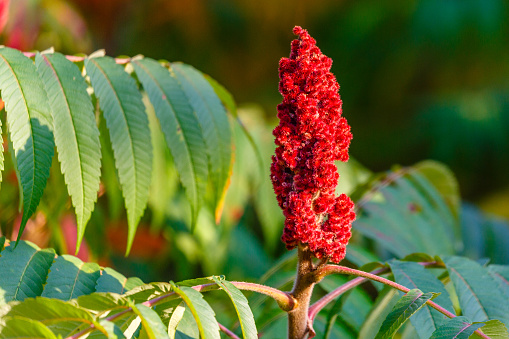 Staghorn Sumac (Rhus typhina) Red drupe, blossom in late summer