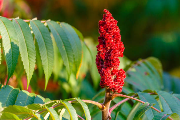 Female Staghorn Sumac blossom Staghorn Sumac (Rhus typhina) Red drupe, blossom in late summer sumac stock pictures, royalty-free photos & images