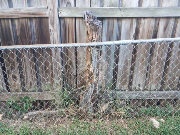 istock metal chain link fence with dead tree 853614622
