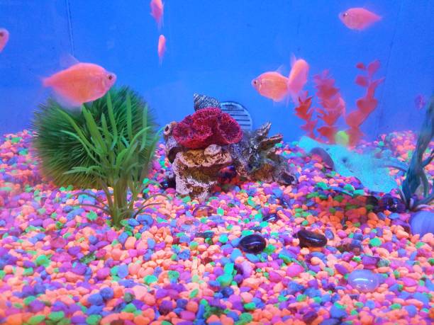 istock colorful pebbles and fish in a fish tank 853617328